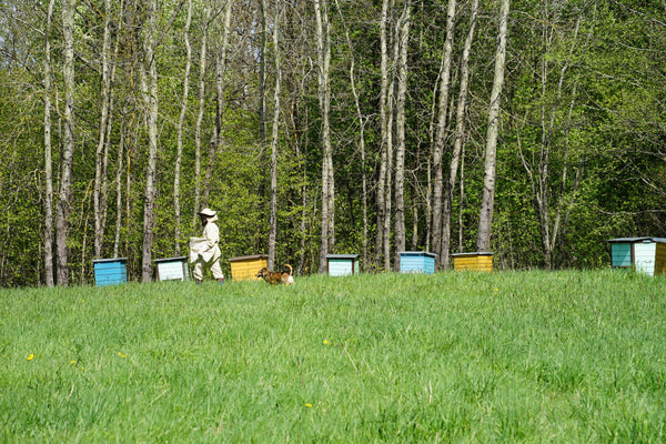 Riboto leidimo 72 % Juodasis šokoladas TANZANIA KOKOA KAMILI. LĖTAI BRANDINTA BIČIŲ daugiau nei 7 mėnesius