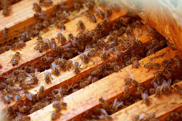 Riboto leidimo 72 % Juodasis šokoladas TANZANIA KOKOA KAMILI. LĖTAI BRANDINTA BIČIŲ daugiau nei 7 mėnesius