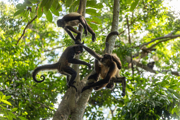 75% Juodasis šokoladas  El Salvador La Carrera