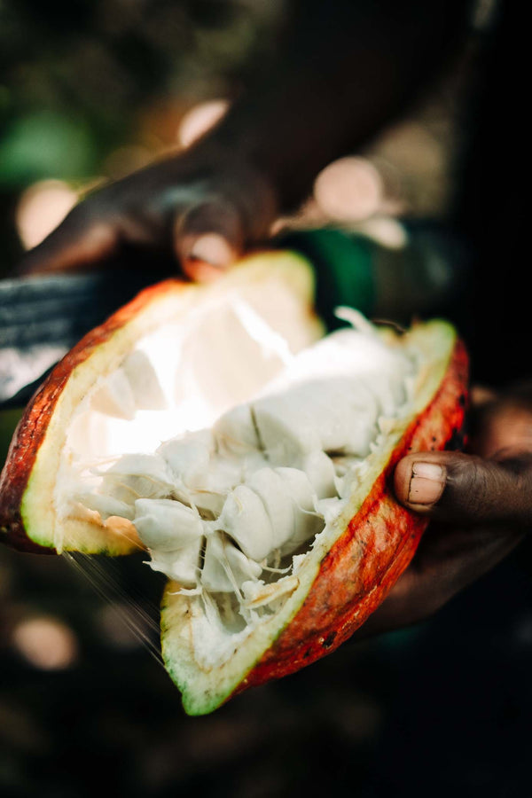 70 % Juodasis šokoladas UGANDA SEMULIKI FOREST