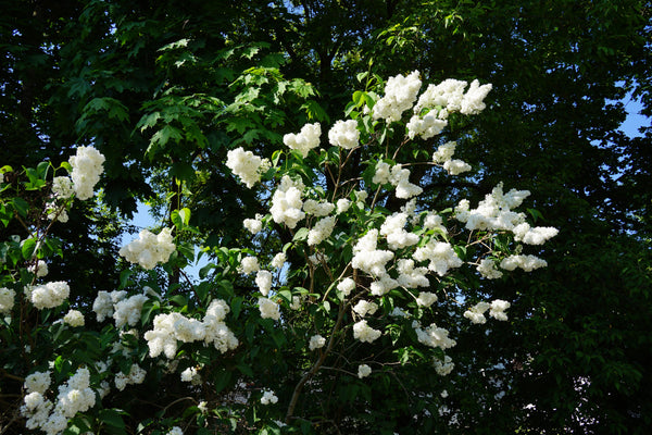 Lietuviškas Saldymedis