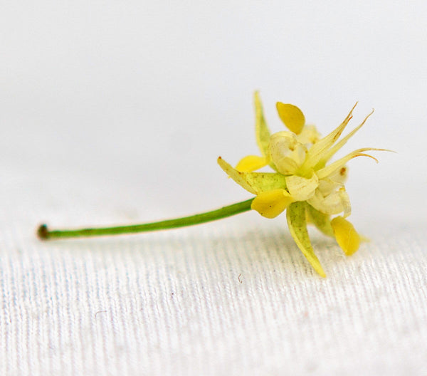 Riboto leidimo 70% Juodasis šokoladas COLOMBIA HACIENDA BETULIA B9