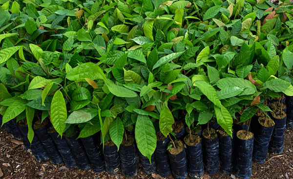 Riboto leidimo 70% Juodasis šokoladas COLOMBIA HACIENDA BETULIA B9