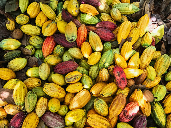 Riboto leidimo 70% Juodasis šokoladas COLOMBIA HACIENDA BETULIA B9